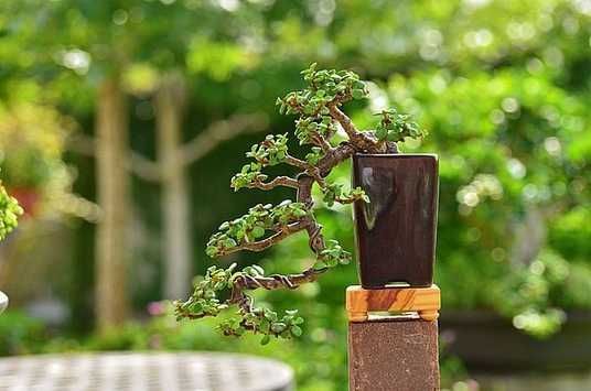 Portulacaria Afra Variegata, Портулакария Афра вариегата