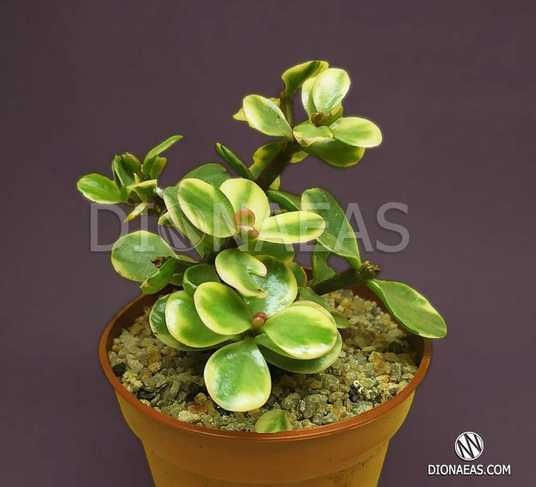 Portulacaria Afra Variegata, Портулакария Афра вариегата