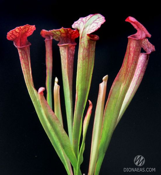 Sarracenia Hybrid 1 - S S01 фото
