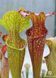 Sarracenia hybrid 7 - M S37 фото 3