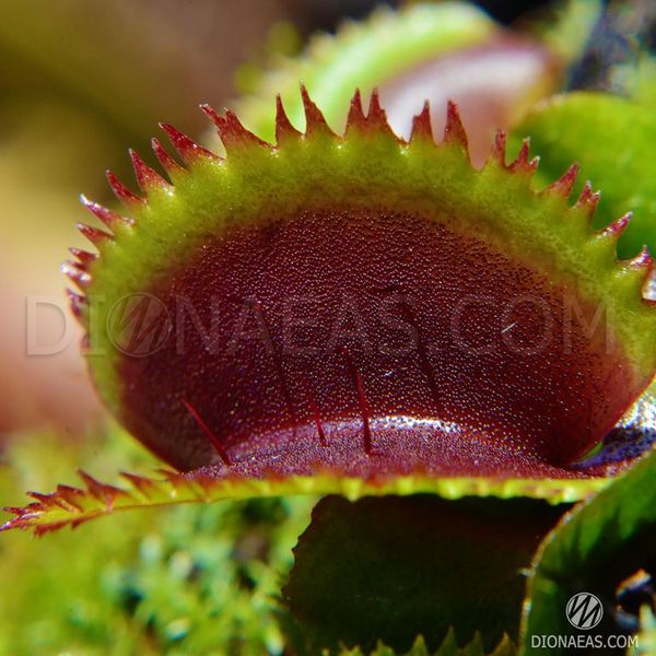 Dionaea muscipula Bohemian garnet - S DM02 фото