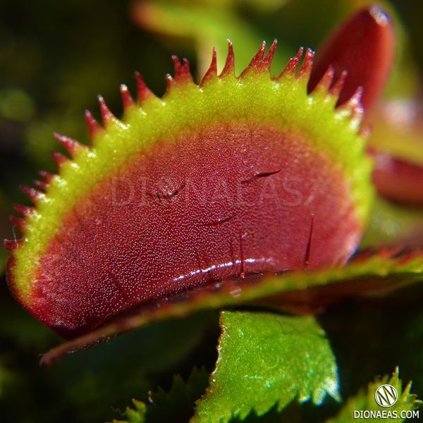 Dionaea muscipula Bohemian garnet - S DM02 фото