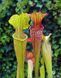 Sarracenia hybrid 7 - M S37 фото 1