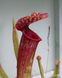 Sarracenia Hybrid 1 - S S01 фото 1