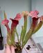 Sarracenia Hybrid 1 - S S01 фото 3