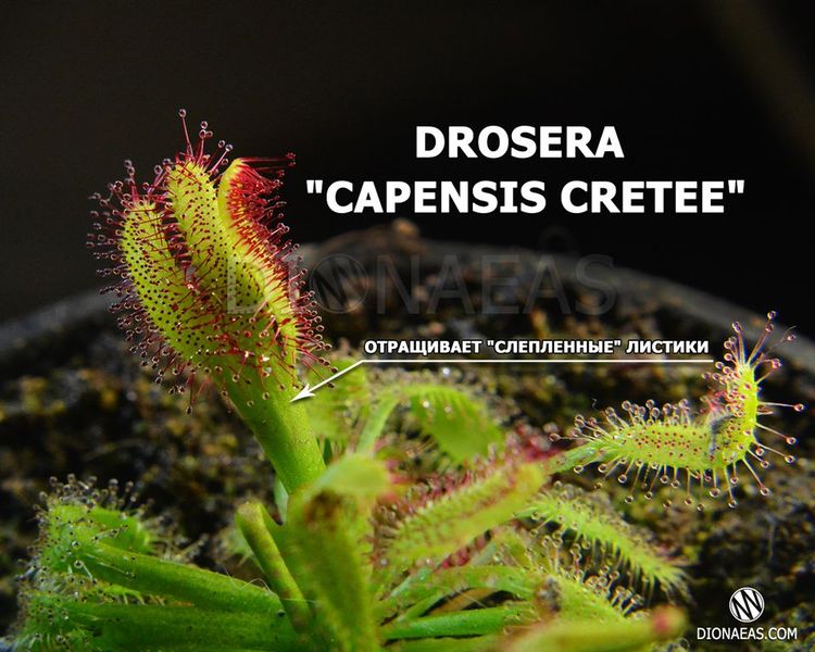 Drosera "Capensis Cretee" DR25 фото