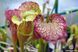Sarracenia hybrid 7 - M S37 фото 2