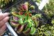Dionaea muscipula Atlanta - S DM52 фото 1