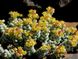 Крассула Коралліна - Crassula Corallina, Красула коралова, Crassula dasyphylla SU13 фото 3