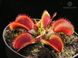 Dionaea muscipula Bohemian garnet - S DM02 фото 6