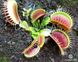 Dionaea muscipula Atlanta - S DM52 фото 2