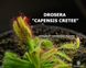 Drosera "Capensis Cretee" DR25 фото 6