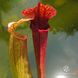 Sarracenia Hybrid 1 - S S01 фото 1
