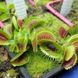 Dionaea muscipula Atlanta - S DM52 фото 4