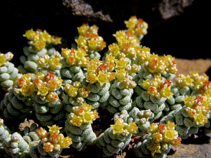Крассула Коралліна - Crassula Corallina, Красула коралова, Crassula dasyphylla SU13 фото