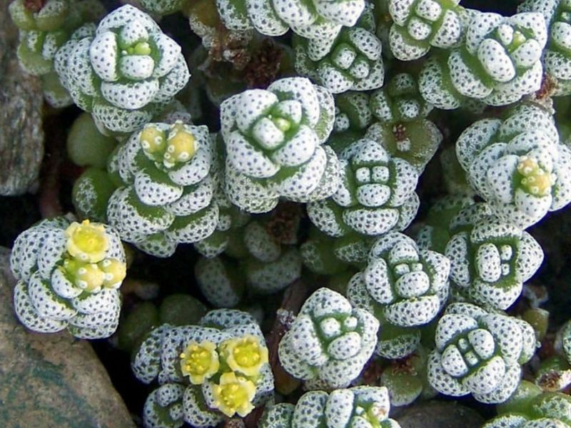 Крассула Коралліна - Crassula Corallina, Красула коралова, Crassula dasyphylla SU13 фото