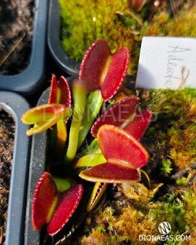 Dionaea muscipula Adentata - L DM112 фото