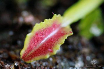 Dionaea muscipula Wacky trap - S DM19 фото