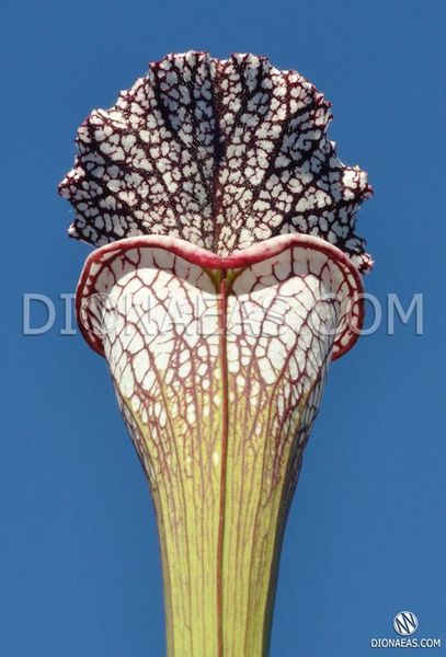 Sarracenia leucophylla Citronelle - S S19 фото