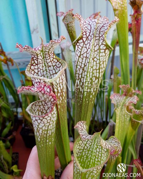 Sarracenia leucophylla Citronelle - S S19 фото