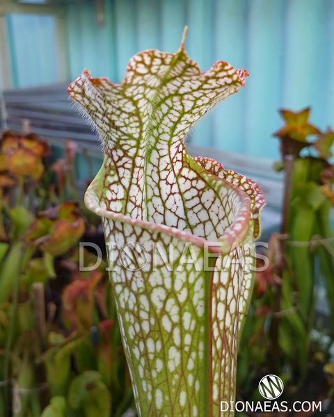 Sarracenia leucophylla Citronelle - S S19 фото