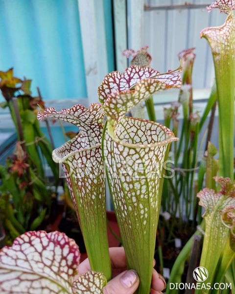 Sarracenia leucophylla Citronelle - S S19 фото