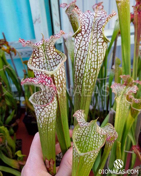 Sarracenia leucophylla Citronelle - S S19 фото