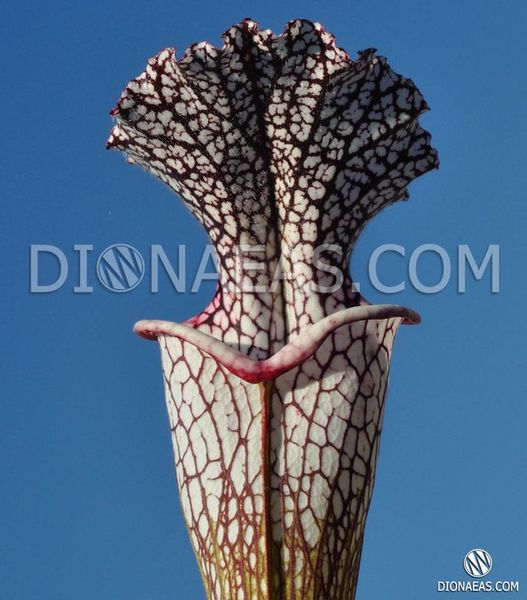 Sarracenia leucophylla Citronelle - S S19 фото