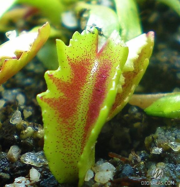 Dionaea muscipula Wacky trap - S DM19 фото