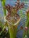 Sarracenia leucophylla Citronelle - S S19 фото 2