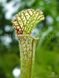 Sarracenia leucophylla Citronelle - S S19 фото 4