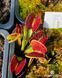 Dionaea muscipula Adentata - S DM112 фото 1