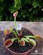 Dionaea muscipula Adentata - S DM112 фото 2