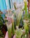 Sarracenia leucophylla Citronelle - S S19 фото 3