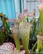 Sarracenia leucophylla Citronelle - S S19 фото 1