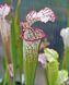 Sarracenia leucophylla Citronelle - S S19 фото 1