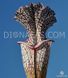 Sarracenia leucophylla Citronelle - S S19 фото 5