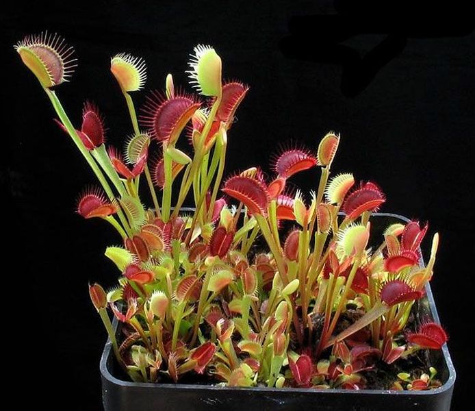 Dionaea muscipula Clone Z-9 - S DM70 фото