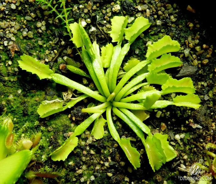 Dionaea muscipula Wacky trap - S DM19 фото