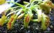 Dionaea muscipula Wacky trap - S DM19 фото 6