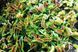 Dionaea muscipula Wacky trap - S DM19 фото 8