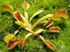 Dionaea muscipula Wacky trap - S DM19 фото 5