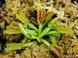 Dionaea muscipula Wacky trap - S DM19 фото 2