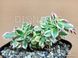 Aeonium Sunburst cristata SU107 фото 2