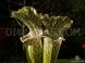 Sarracenia leucophylla Citronelle - S S19 фото 8