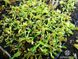 Dionaea muscipula Wacky trap - S DM19 фото 3