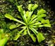 Dionaea muscipula Wacky trap - S DM19 фото 4