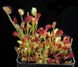 Dionaea muscipula Clone Z-9 - S DM70 фото 2