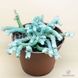 Avonia Papyracea - Авония бумагоподобная, растение с чешуей, суккулент с чешуей SD-EN47 фото 1