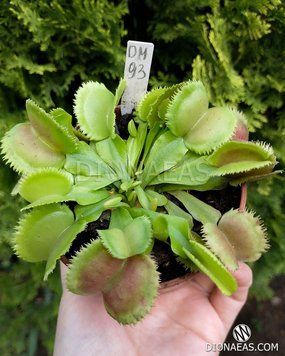 Dionaea muscipula "Green Piranha" - S DM93 фото